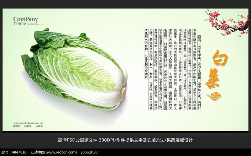 蔬菜展板设计白菜海报招贴广告设计图片